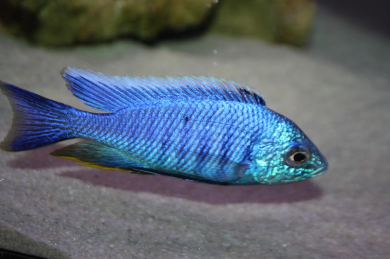 Copadichromis azureus 'Nkhomo Reef'